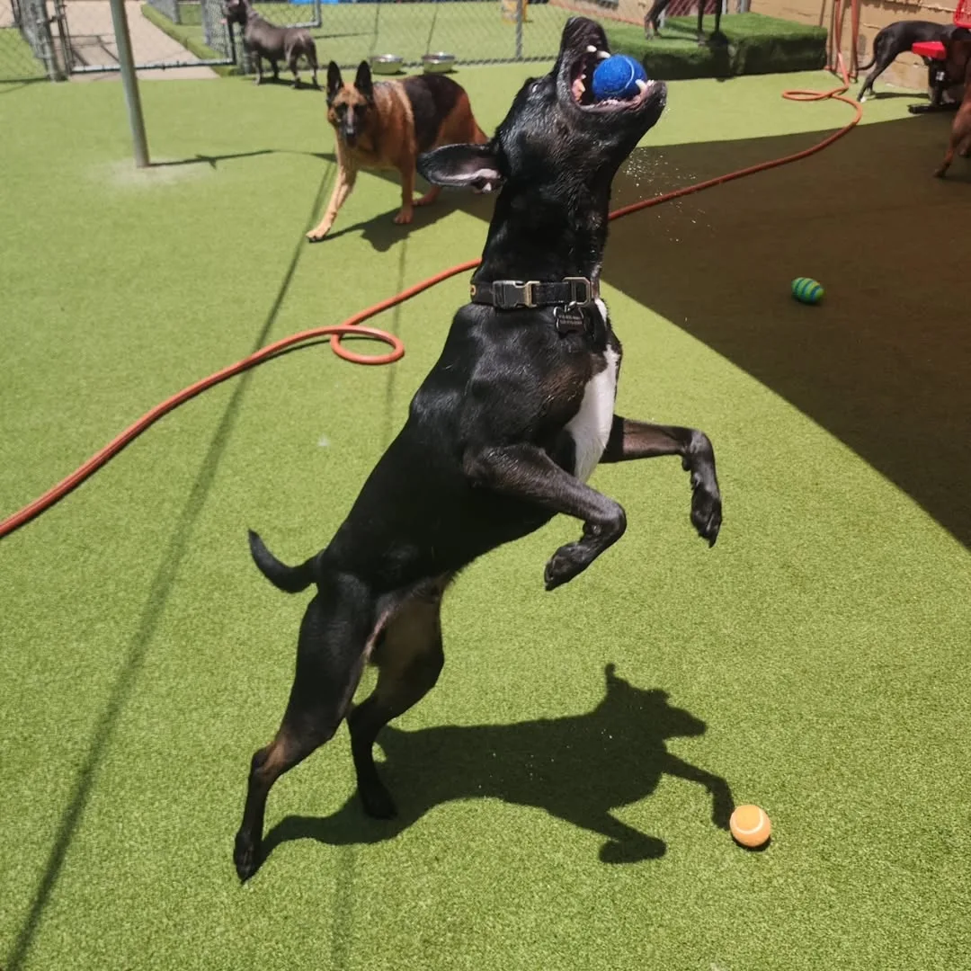 Paws On Pearl Enrichment - 1