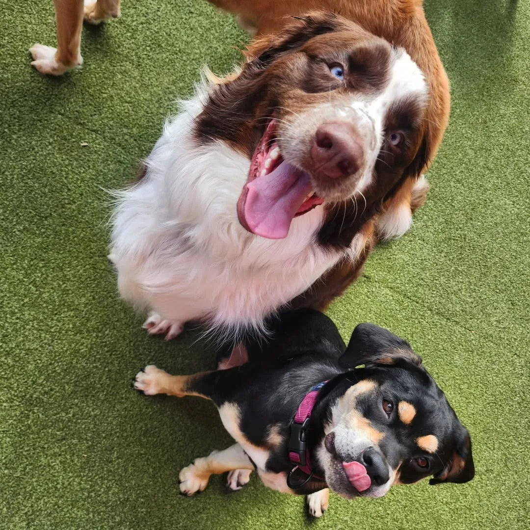 Paws On Pearl Enrichment - 2