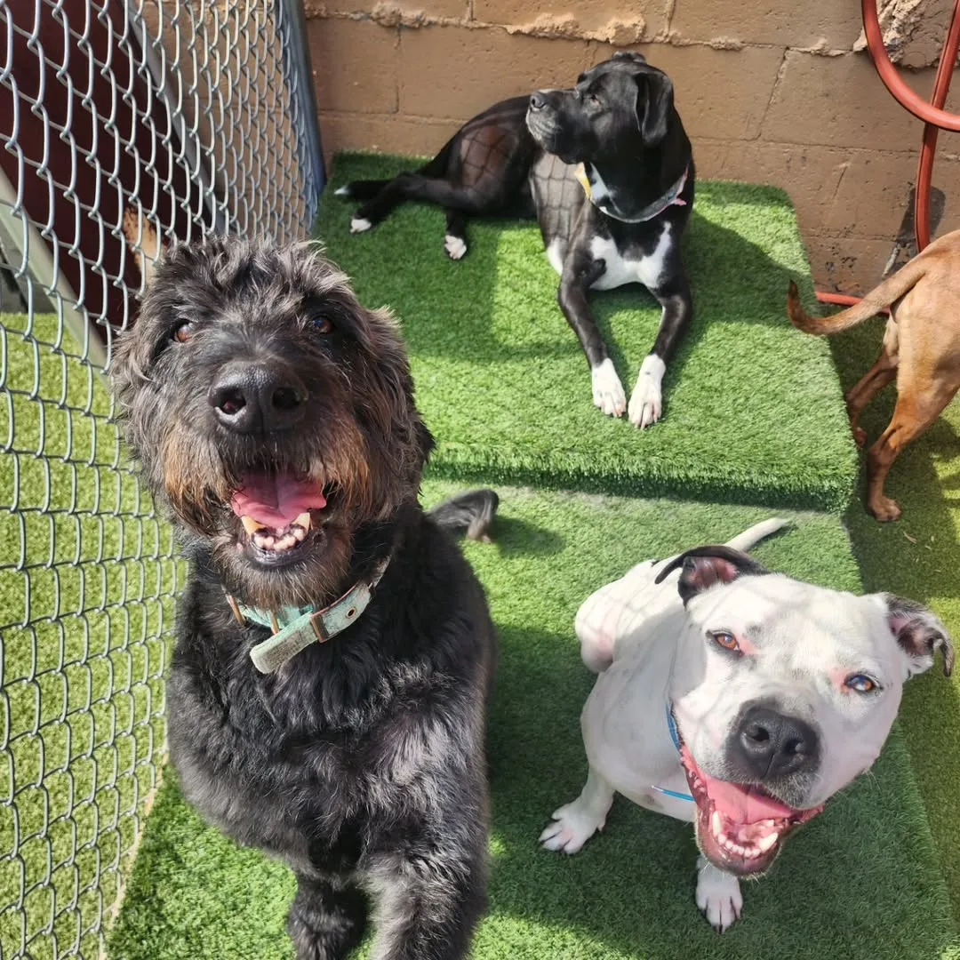 Paws On Pearl Enrichment - 3