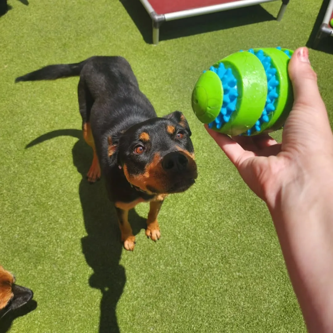 Paws On Pearl Enrichment - 4