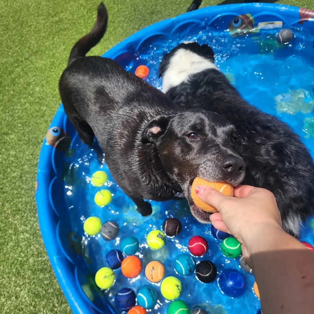 Paws On Pearl Enrichment - 6