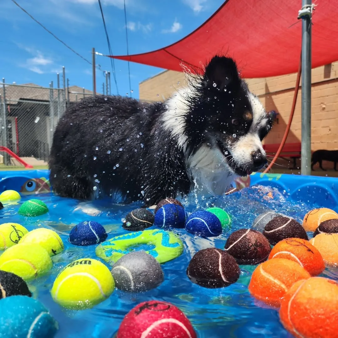 Paws On Pearl Enrichment - 7