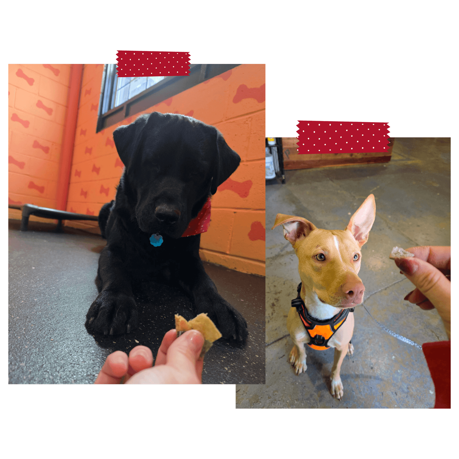 Dog-Training-paws-on-pearl (1)