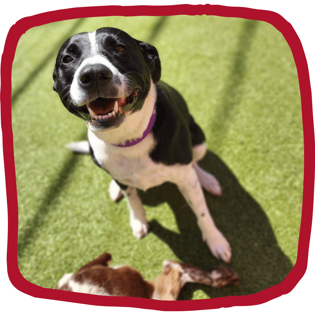 Lucky-7-club-paws-on-pearl-homepage