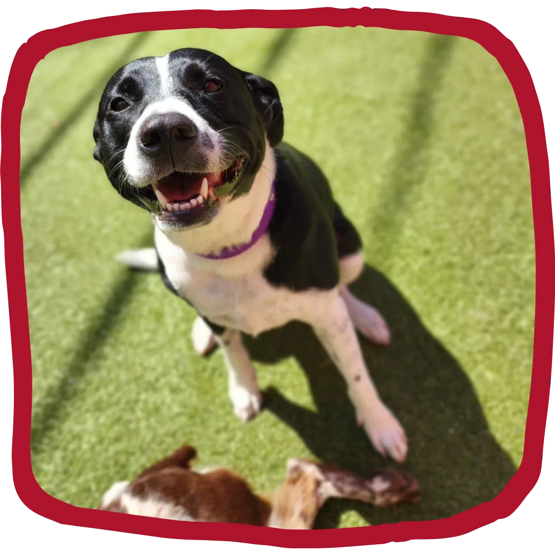 Lucky-7-club-paws-on-pearl-homepage